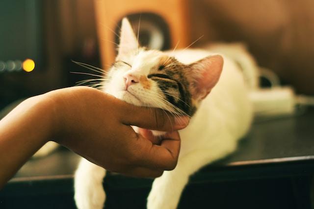 Animal Care