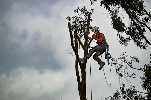 Arborist climbimg a tree