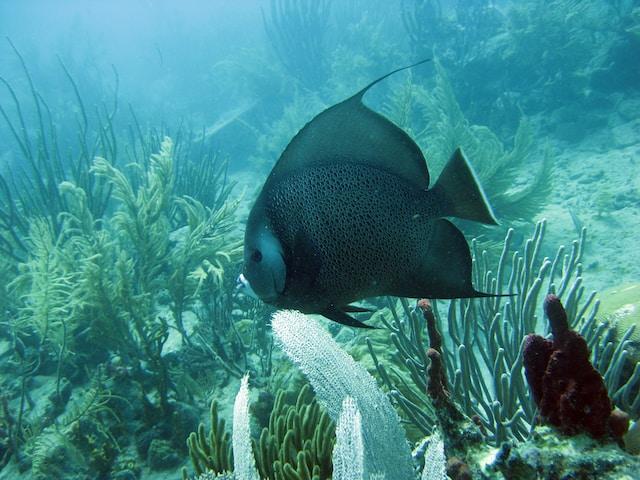 Fish swimming in the sea